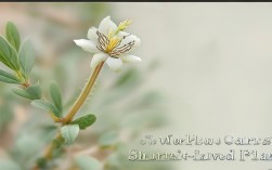 世界上最短命的植物为何如此短命？寿命到底有多短？生存有何奥秘？