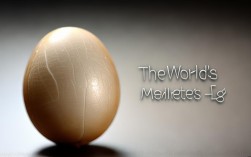 世界上最小的蛋来自哪种生物？尺寸究竟有多小？