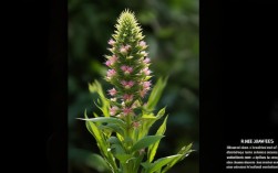 世界上稀有植物有多珍贵？为何濒临灭绝？有何独特之处？