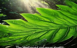 世界上最大的树叶